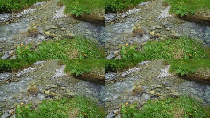斯洛伐克高塔特拉山脉小溪的特写视图。通过两条溪流中清澈的水在底部可见的石头，夏天盛开的黄色花朵