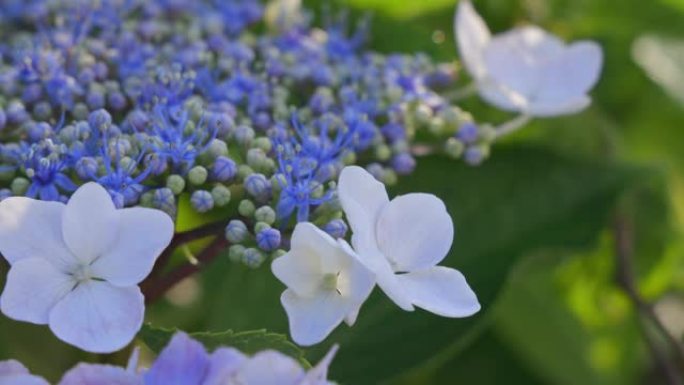 绣球花在风中摇曳绣球花