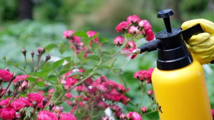 花园喷雾瓶用杀虫剂防治昆虫和植物病害。
