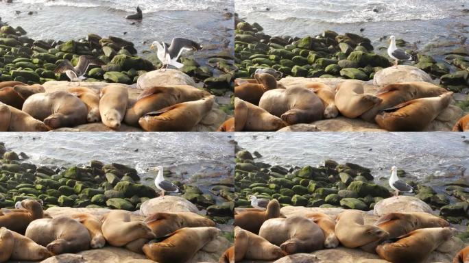 拉霍亚岩石上的海狮。野生耳海豹在太平洋附近的石头上休息。有趣的懒惰野生动物睡觉。美国加利福尼亚州圣地