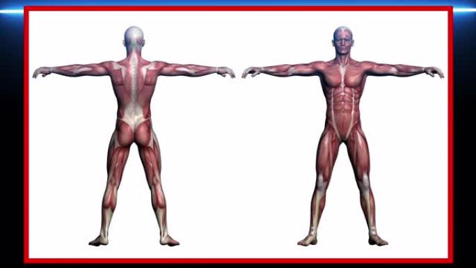 人体解剖扫描，3d软件制作的人肌肉。