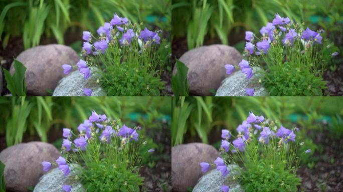 紫色风信子生长在石头之间的花园里