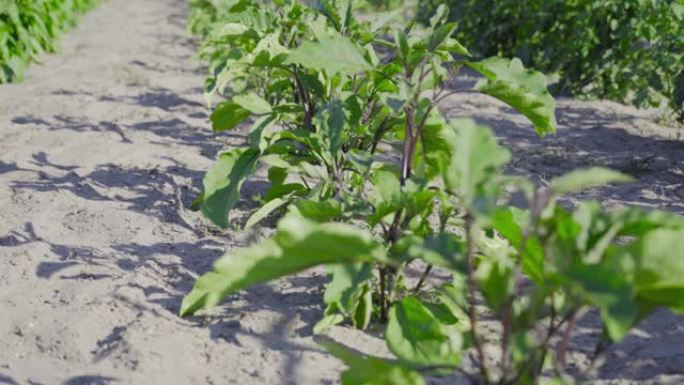 茄子植物生长在农业土地上