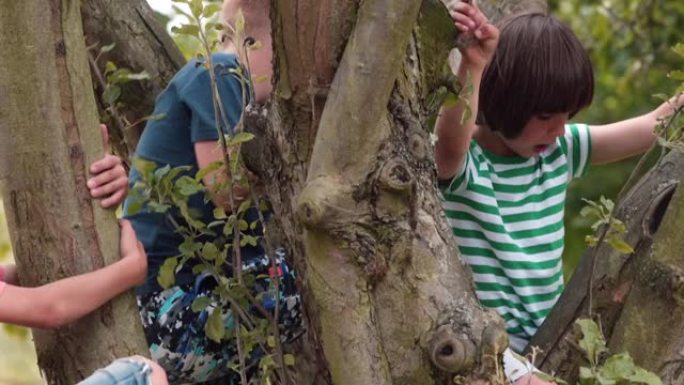 孩子们爬上树的树枝。村里活跃的青少年。