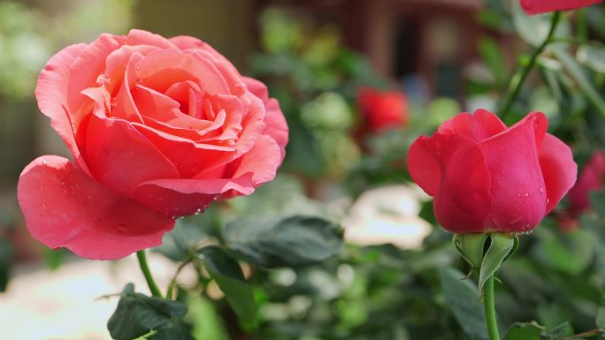 粉里透亮的月季花03 4k 50p