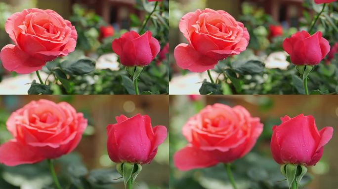 粉里透亮的月季花03 4k 50p