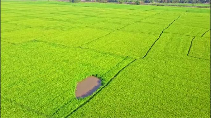 移动鸟瞰图的稻田与小湖和道路