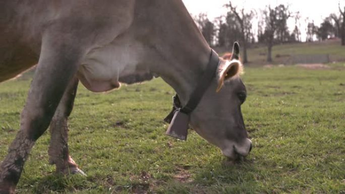 带铃的褐牛在乡村田地吃草。