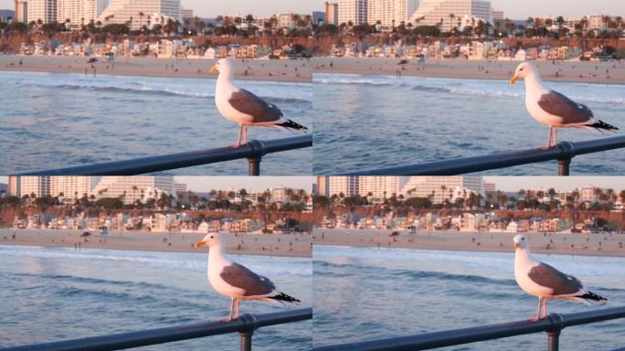 加州夏季海滩美学，粉色日落。码头栏杆上可爱的有趣海鸥。海浪，散焦的人和海滨周末别墅。美国加利福尼亚州