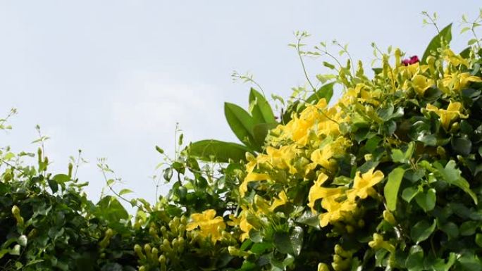 美丽的异国热带黄花，绿叶在蓝天背景，猫爪，猫爪藤，猫爪爬山虎植物