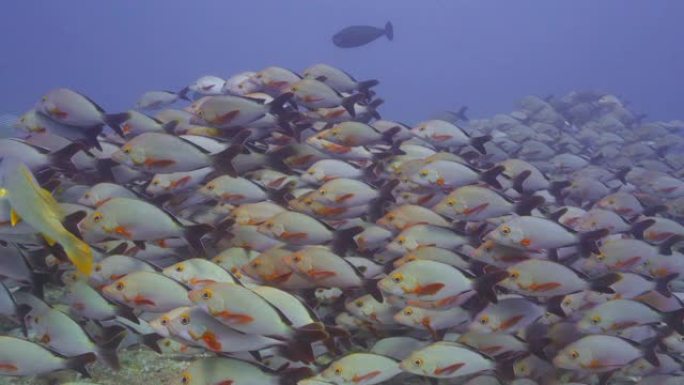 马尔代夫礁石上的一群红鲷鱼