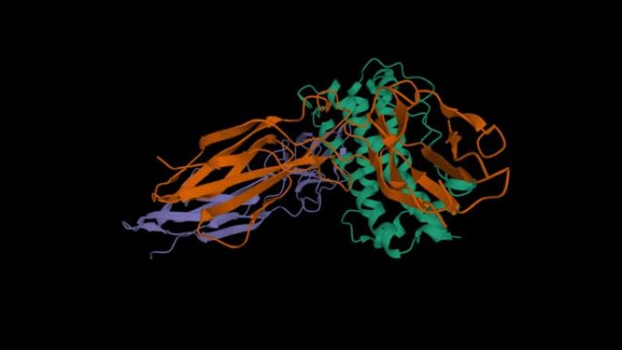 人生长激素 (绿色) 的结构与其受体的胞外域 (棕色和紫色) 复合