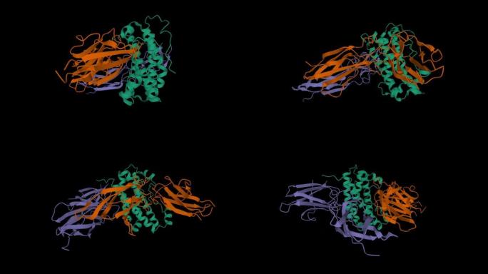 人生长激素 (绿色) 的结构与其受体的胞外域 (棕色和紫色) 复合