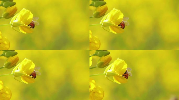 春天金黄色的油菜花上蜜蜂采蜜慢镜头特写