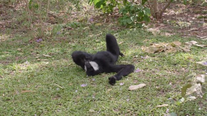 有趣的白色脸颊长臂猿躺在草地上，抓痕，做面部表情手势