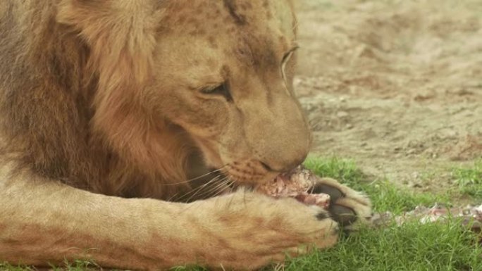 一只红狮子吃肉饼草