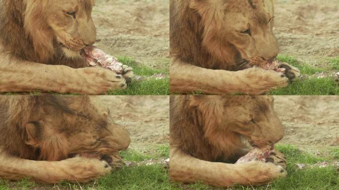 一只红狮子吃肉饼草