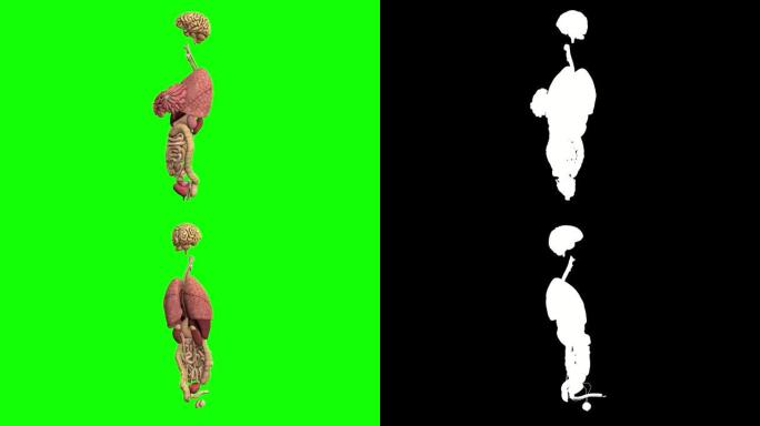 1中的2个视频，女性和男性器官在绿色屏幕上旋转，带有额外的alpha chanel进行剪辑-解剖学研