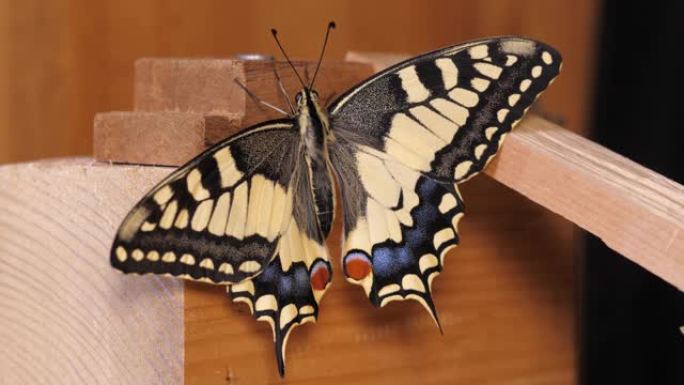 凤蝶 (Papilio machaon)，旧世界燕尾蝶张开翅膀坐在木头上