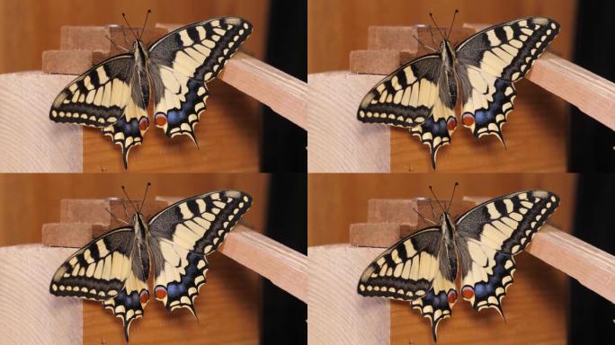 凤蝶 (Papilio machaon)，旧世界燕尾蝶张开翅膀坐在木头上
