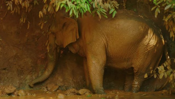 慢动作60 fps拍摄的两只母象在柬埔寨Mondulkiri的丛林中洗澡后玩泥的镜头