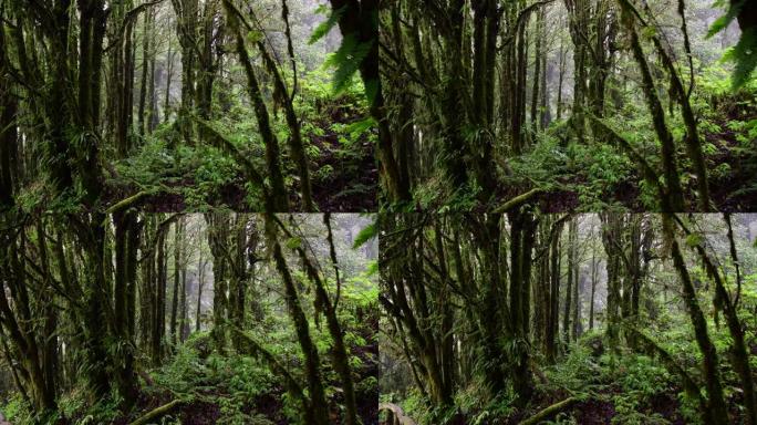 雨林原始森林绿色自然风光