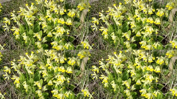 春天花园里的黄色铃铛花