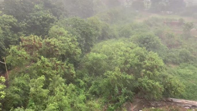 城市植被暴雨成灾