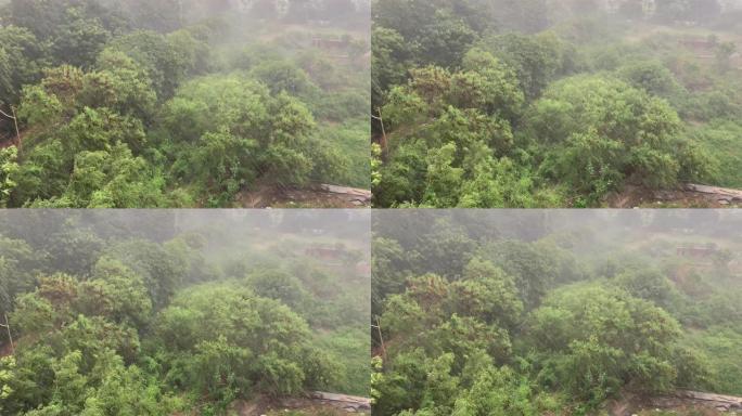 城市植被暴雨成灾