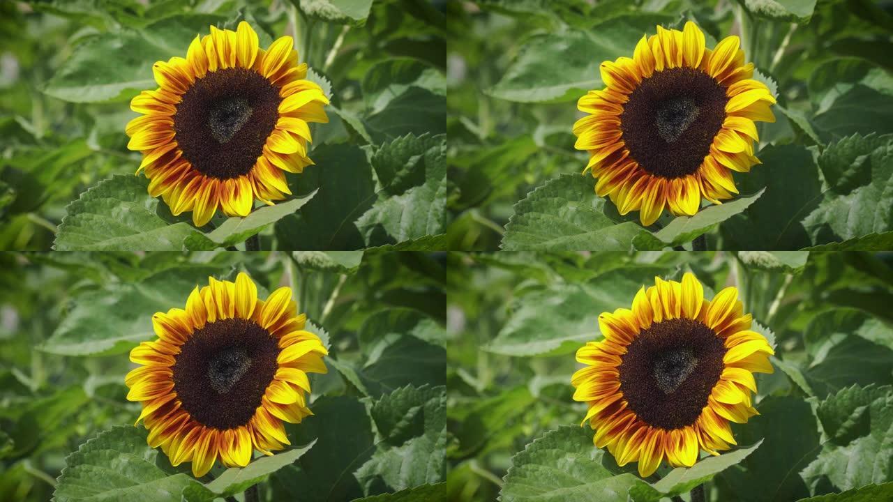 向日葵特写农业种植乡村农村向日葵花海