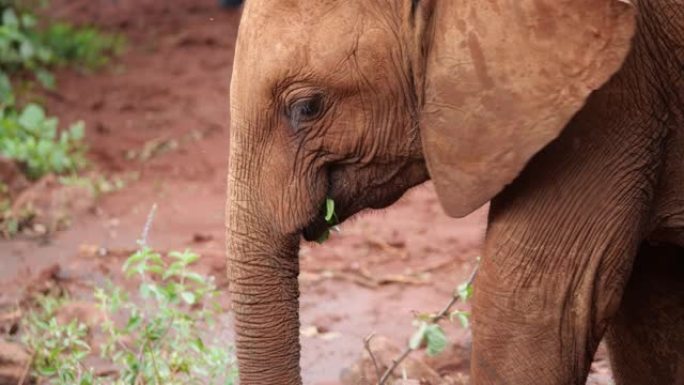 肯尼亚内罗毕国家公园的大象孤儿院