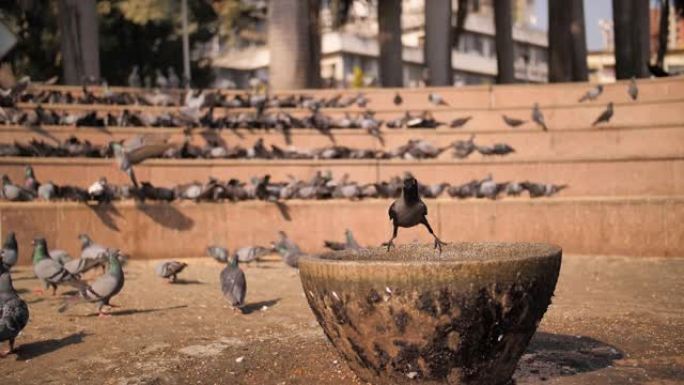 城市鸽子和一只乌鸦在喂鸽子的广场上喝水。孟买市的慢动作视频