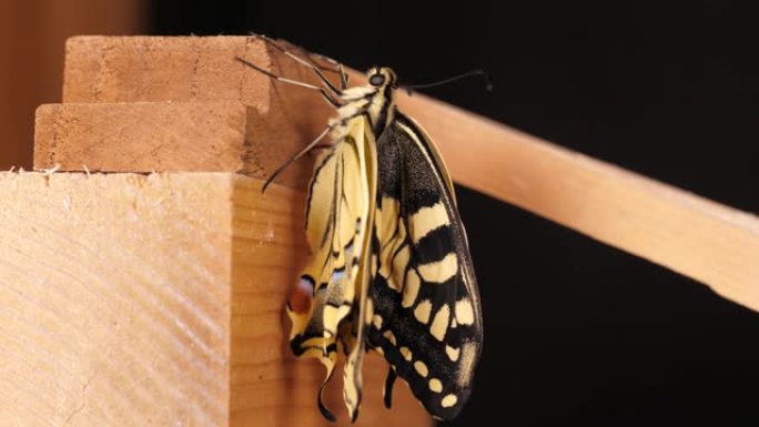 凤蝶 (Papilio machaon)，折叠翅膀的旧世界燕尾蝶