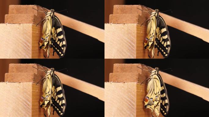 凤蝶 (Papilio machaon)，折叠翅膀的旧世界燕尾蝶