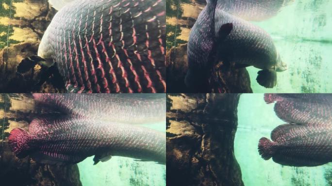 Arapaima，Pirarucu，亚马逊最大的鱼类。