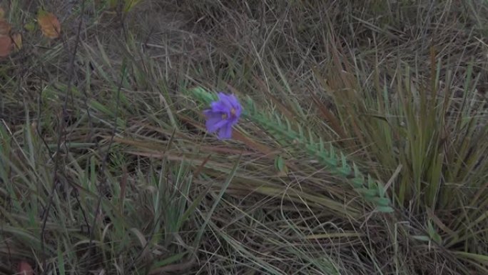 巴西稀树草原上的紫色野花。