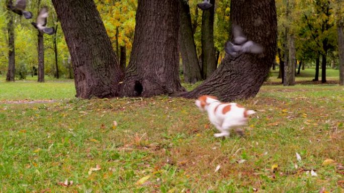 杰克罗素梗狗在三棵树附近追逐鸽子。宠物狩猎鸟类在大自然，公园。杰克梗狗在后院的公园里玩耍，追逐鸟类