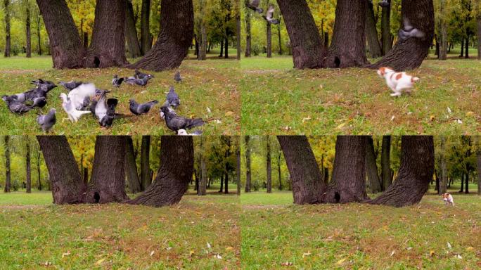 杰克罗素梗狗在三棵树附近追逐鸽子。宠物狩猎鸟类在大自然，公园。杰克梗狗在后院的公园里玩耍，追逐鸟类