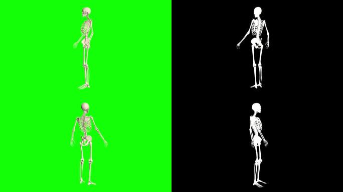 1中的2个视频，女性和男性骨骼在绿色屏幕上旋转，带有额外的alpha chanel用于剪辑-解剖骨骼