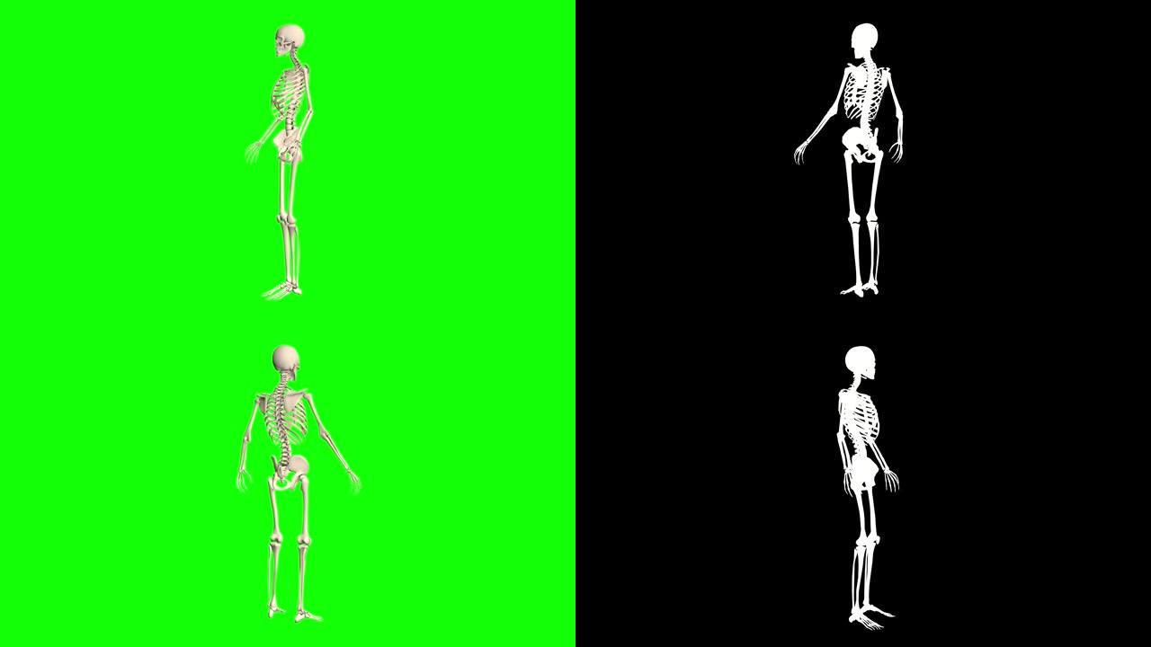 1中的2个视频，女性和男性骨骼在绿色屏幕上旋转，带有额外的alpha chanel用于剪辑-解剖骨骼