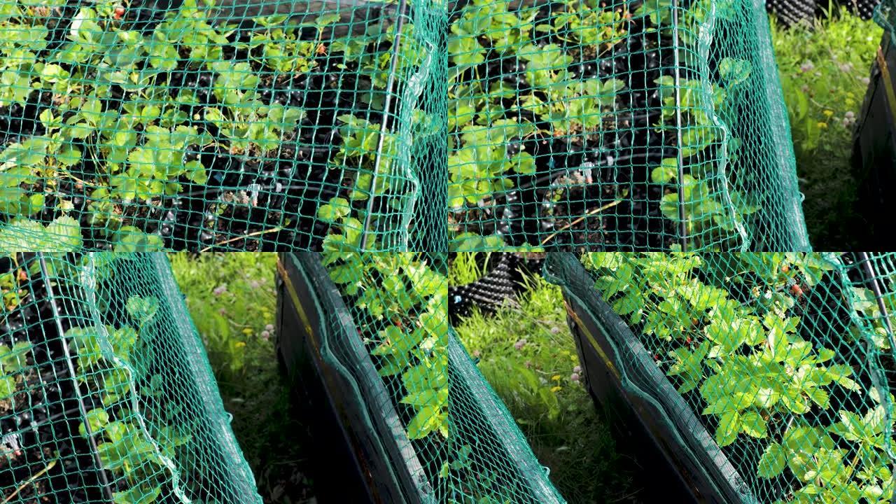 塑料盆中的绿色草莓灌木丛的特写视图。草莓生长在托盘项圈上，覆盖着防鸟网。