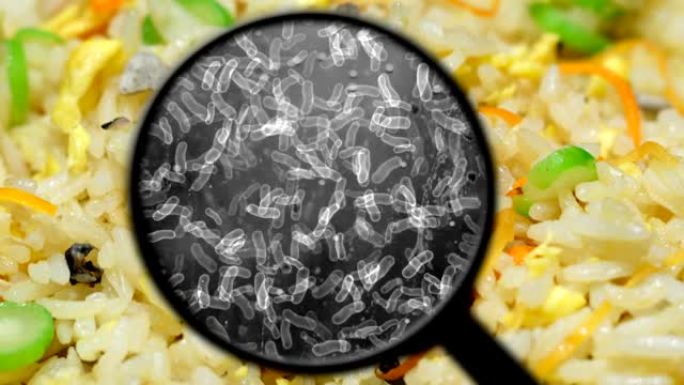 寻找大米中的细菌