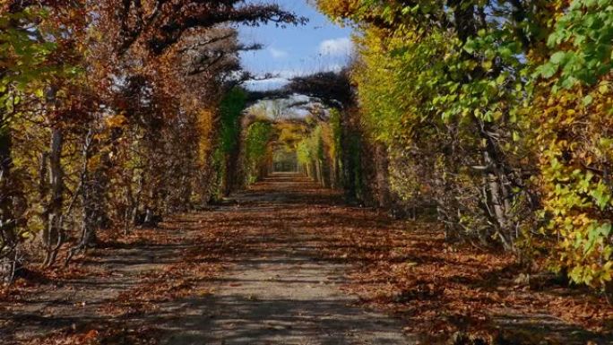 POV沿着奥地利维也纳空荡荡的秋季公园被树叶覆盖的空巷行走