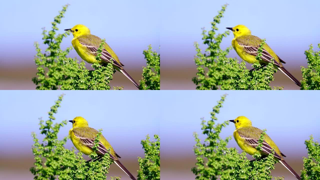 鸟-黄水晶Wagtail (Motacilla citreola) 坐在灌木丛的树枝上，在阳光明媚的