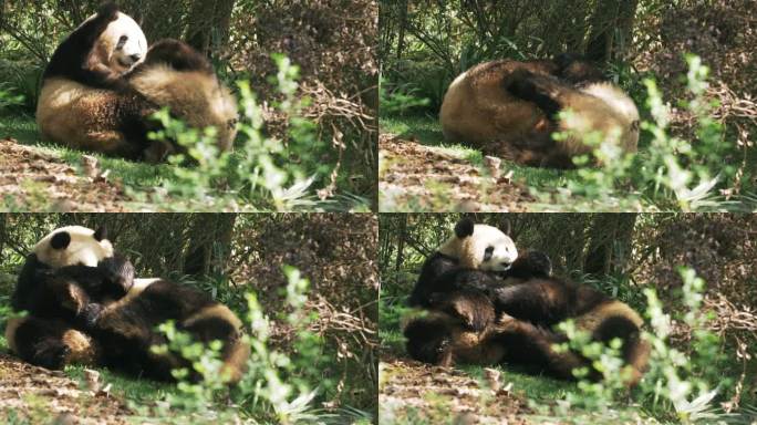发情期的大熊猫在一起约会玩耍交配