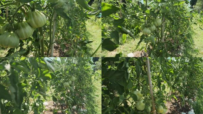 种植在永续栽培中的菜园，番茄