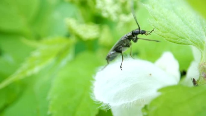 白色花朵上爬行的黑色甲虫虫