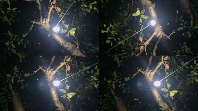 夜虫在灯泡周围旋转