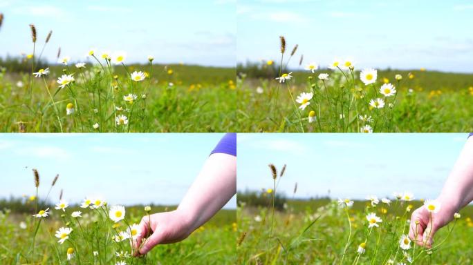 一个女人摘下一朵菊花花