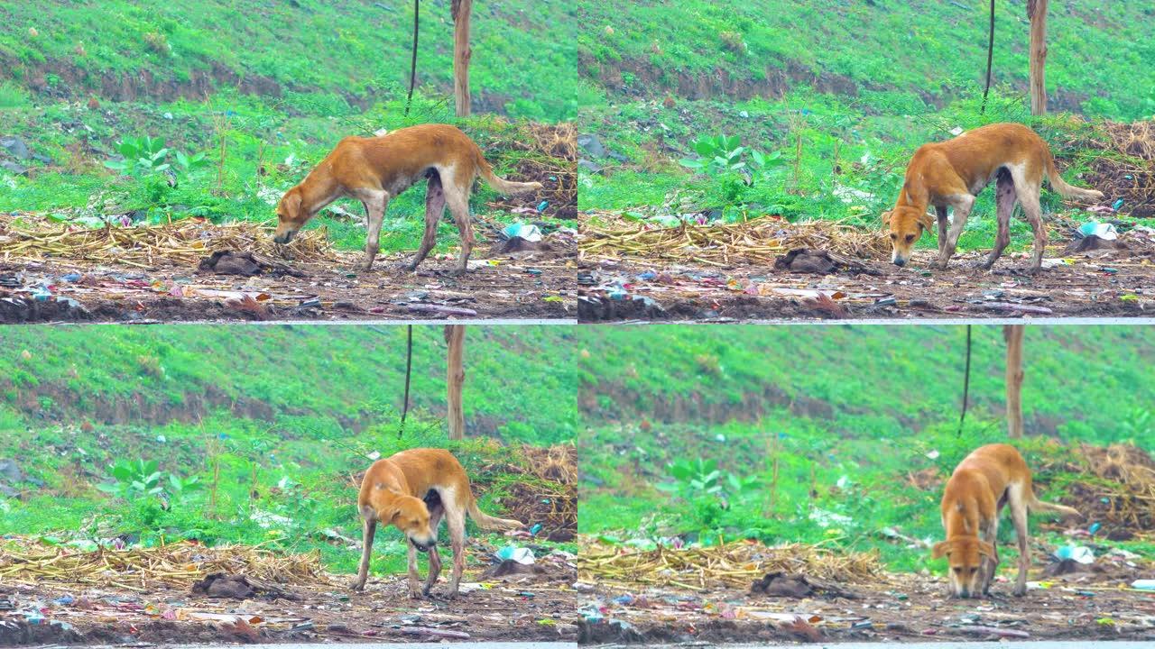 印度乡村狗在家里吃食物。宠物神在路边吃食物。